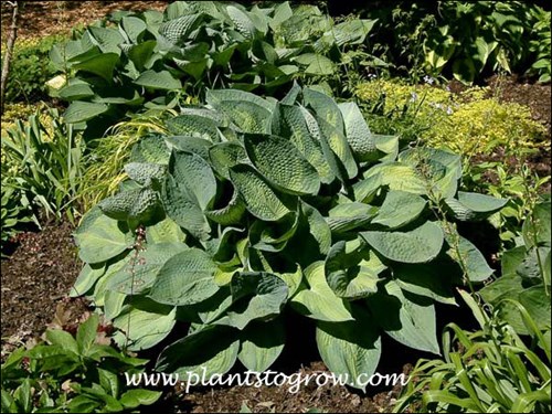 These plants get a period of bright sun.